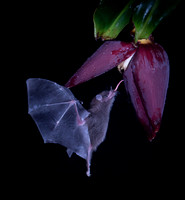 Bat