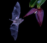 Bat