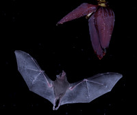 Bat