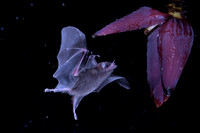Bat