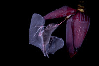 Bat