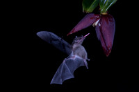 Bat