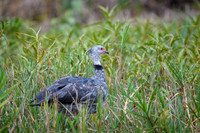 Southern Screamer
