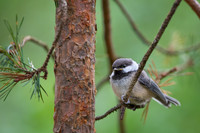 Siberian tit / Sikora syberyjska