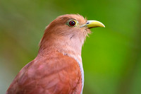 Squirrel cuckoo