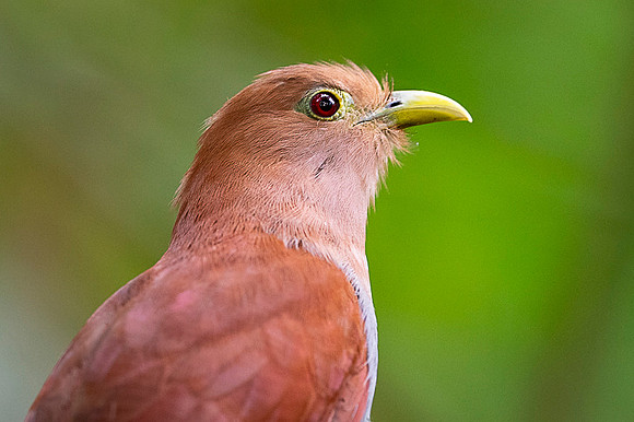 Squirrel cuckoo