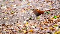 Squirrel cuckoo