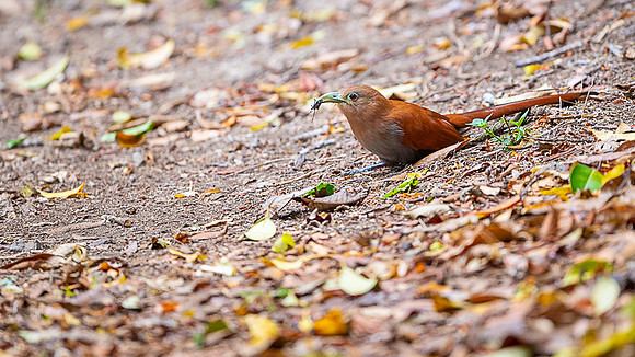 Squirrel cuckoo