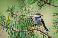 Siberian tit / Sikora syberyjska