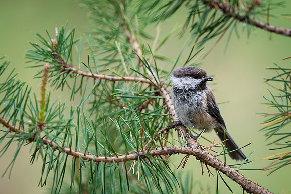 Siberian tit / Sikora syberyjska