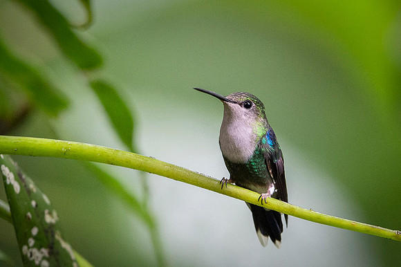 Violet-crowned Woodnymph