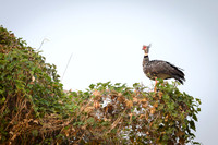 Southern Screamer