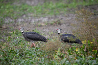 Southern Screamer
