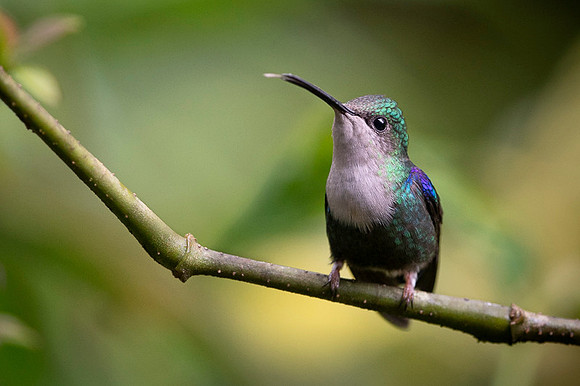 Violet-crowned Woodnymph