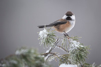 Siberian tit / Sikora syberyjska