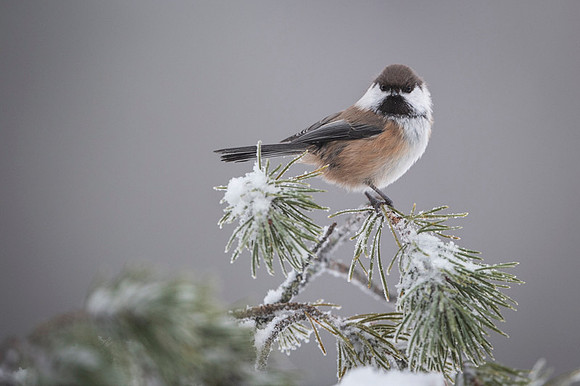 Siberian tit / Sikora syberyjska