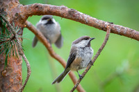 Siberian tit / Sikora syberyjska