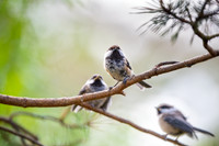 Siberian tit / Sikora syberyjska