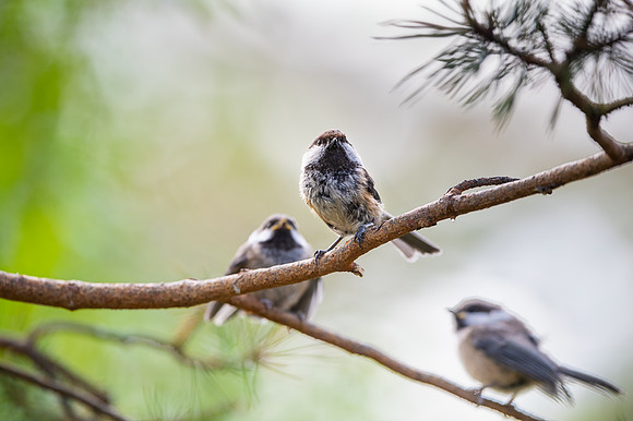 Siberian tit / Sikora syberyjska