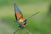 European Bee-eater / Żołna