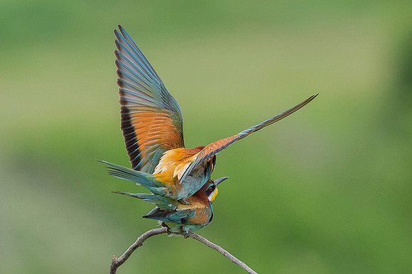European Bee-eater / Żołna