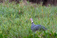 Southern Screamer