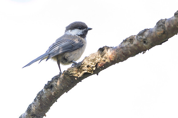 Siberian tit / Sikora syberyjska