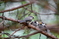 Siberian tit / Sikora syberyjska