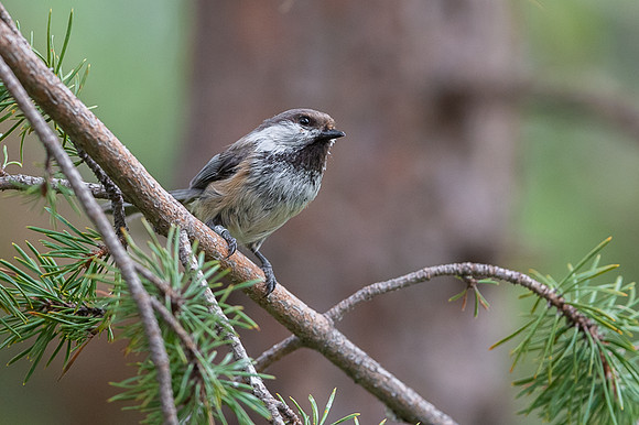 Siberian tit / Sikora syberyjska