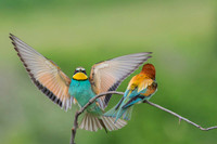 European Bee-eater / Żołna