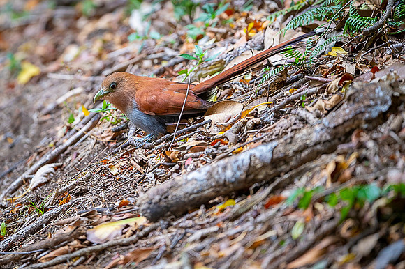 Squirrel cuckoo