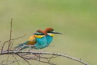 European Bee-eater / Żołna
