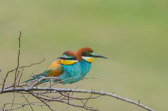 European Bee-eater / Żołna