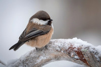 Siberian tit / Sikora syberyjska