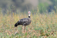 Southern Screamer