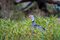 Southern Screamer