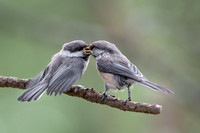 Siberian tit / Sikora syberyjska