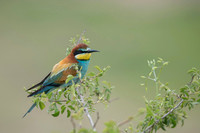 European Bee-eater / Żołna