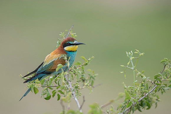 European Bee-eater / Żołna