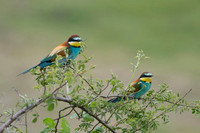 European Bee-eater / Żołna