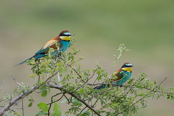 European Bee-eater / Żołna