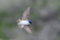 Chilean Swallow