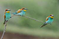 European Bee-eater / Żołna