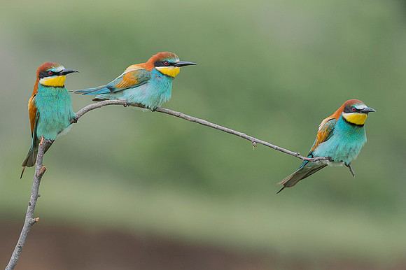 European Bee-eater / Żołna