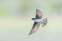 Chilean Swallow
