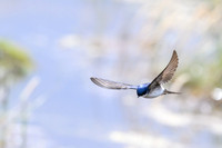 Chilean Swallow
