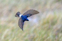 Chilean Swallow