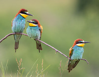 European Bee-eater / Żołna