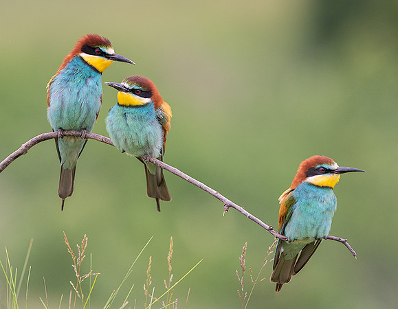 European Bee-eater / Żołna