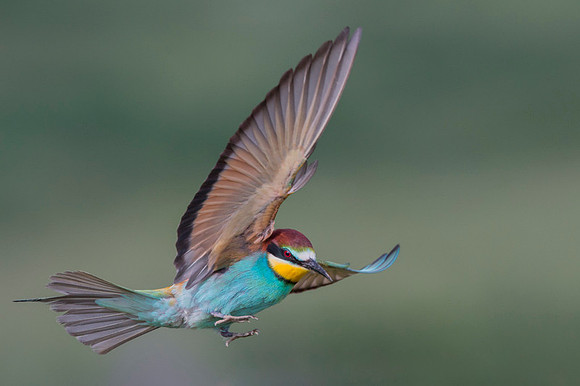 European Bee-eater / Żołna